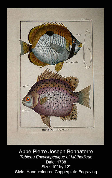 Bonnaterre Antique Fish Prints