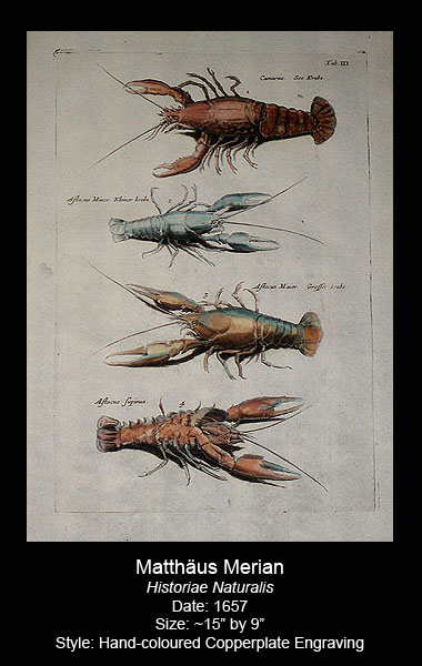 Merian Antique Crustacean Prints