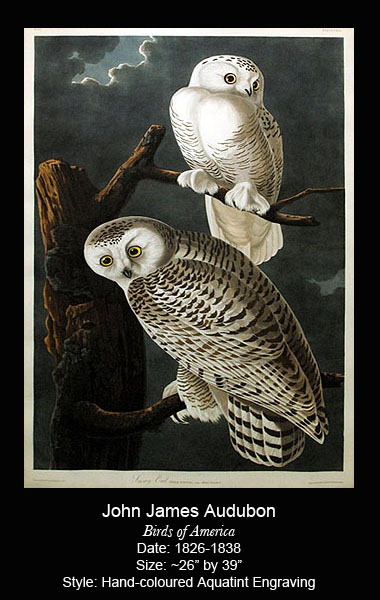 Audubon Bird Antique Prints