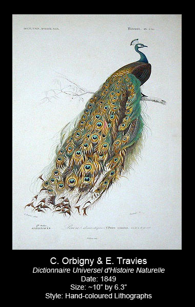 Orbigny and Travies Bird Antique Prints