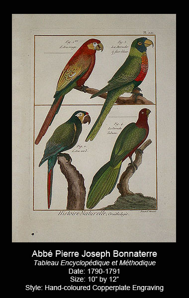 Bonnaterre Antique Bird Prints