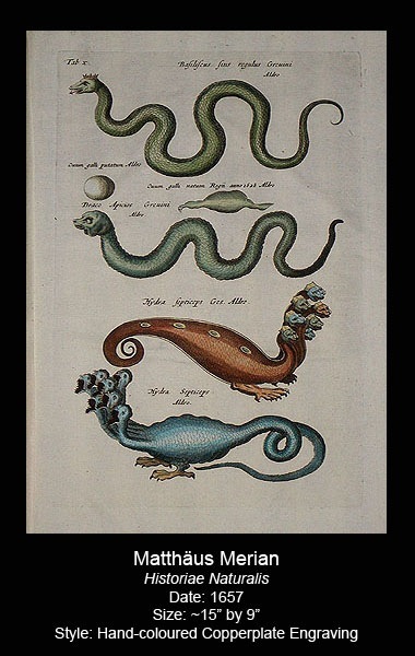 Merian Antique Dragon Prints