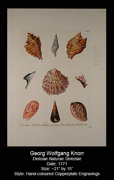 Knorr Deliciae Naturae Selectae Shell Prints