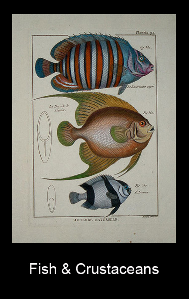 Vasari Gallery Fish and Crustaceans Prints