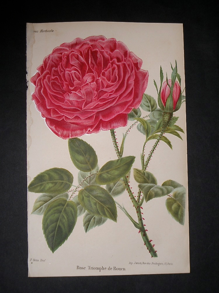 Vasari Fine Art Gallery. Journal des Roses